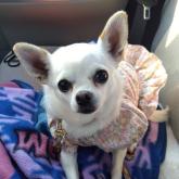 チワワ(スムース)