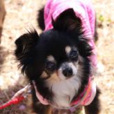 チワワ(ロング)