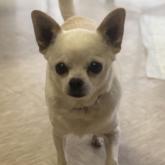 チワワ(ロング)