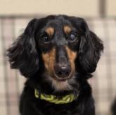 ミニチュアダックスフンド(ロング)