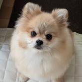 ポメラニアン