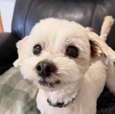 マルチーズ