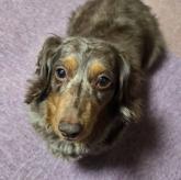 ミニチュアダックスフンド(ロング)