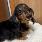 ミニチュアダックスフンド(ロング)