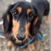 ミニチュアダックスフンド(ロング)