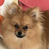 ポメラニアン