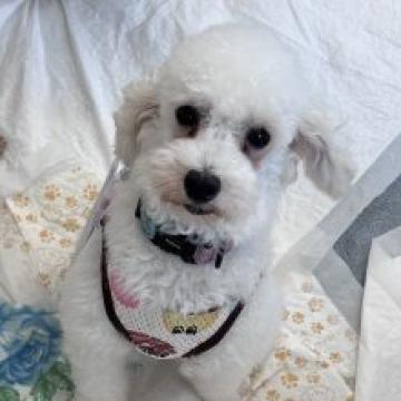 犬の里親募集】埼玉県・マルチーズ・ちょっと情けないお顔のボクちゃん