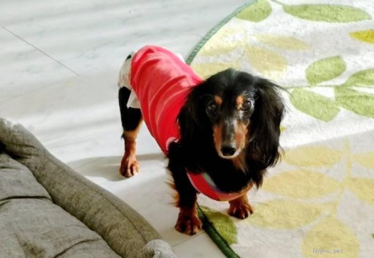 犬の里親募集】埼玉県・ミニチュアダックスフンド(ロング)・小さな
