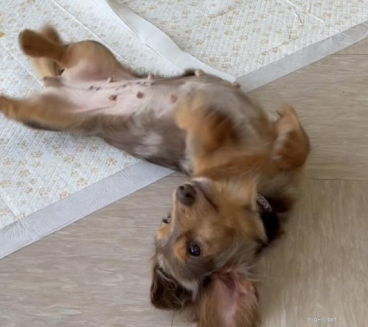 犬の里親募集】埼玉県・ミニチュアダックスフンド(ロング)・控えめ