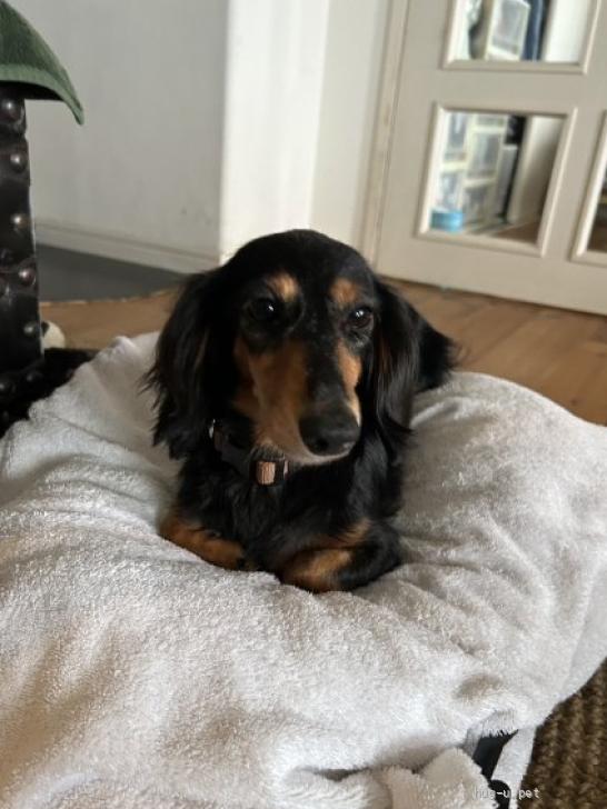 犬の里親募集】埼玉県・ミニチュアダックスフンド(ロング)・どこに行く