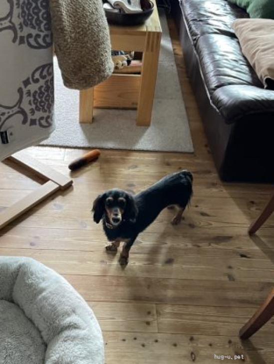 犬の里親募集】埼玉県・ミニチュアダックスフンド(ロング)・どこに行く