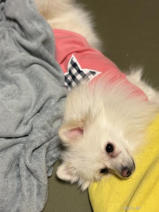 犬の里親募集】神奈川県・ポメラニアン・明るく天真爛漫な白ポメ
