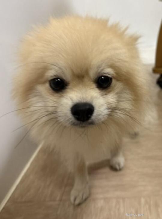 犬の里親募集】埼玉県・ポメラニアン・可愛いポメ子犬のあーぷんちゃん