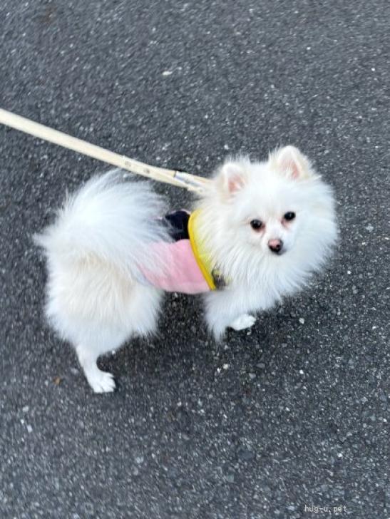 犬の里親募集】神奈川県・ポメラニアン・明るく天真爛漫な白ポメ