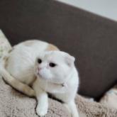 スコティッシュフォールド