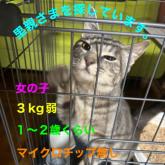 雑種