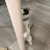雑種