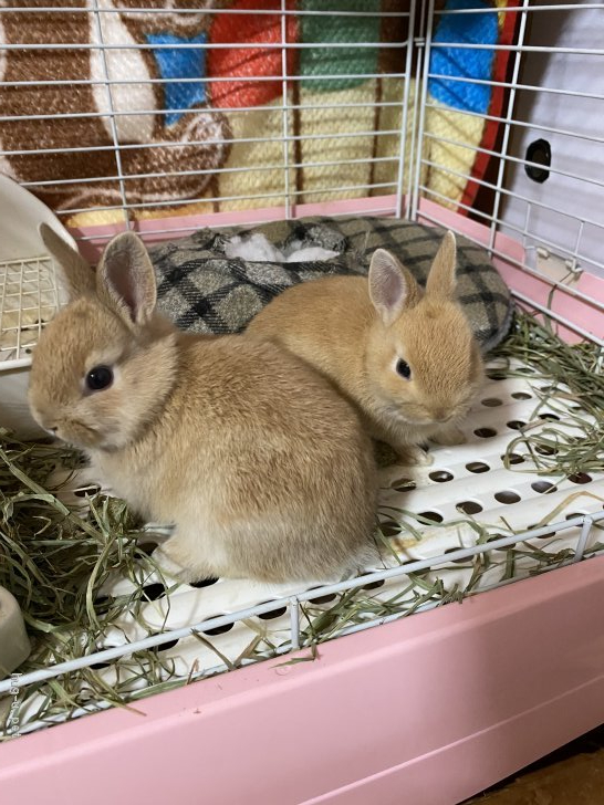 小動物の里親募集 新潟県 ウサギ ミニウサギの赤ちゃん2匹です 家族に迎えて下さい Id 2106 ハグー みんなのペット里親情報