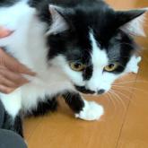 雑種