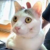 雑種