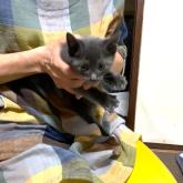 雑種