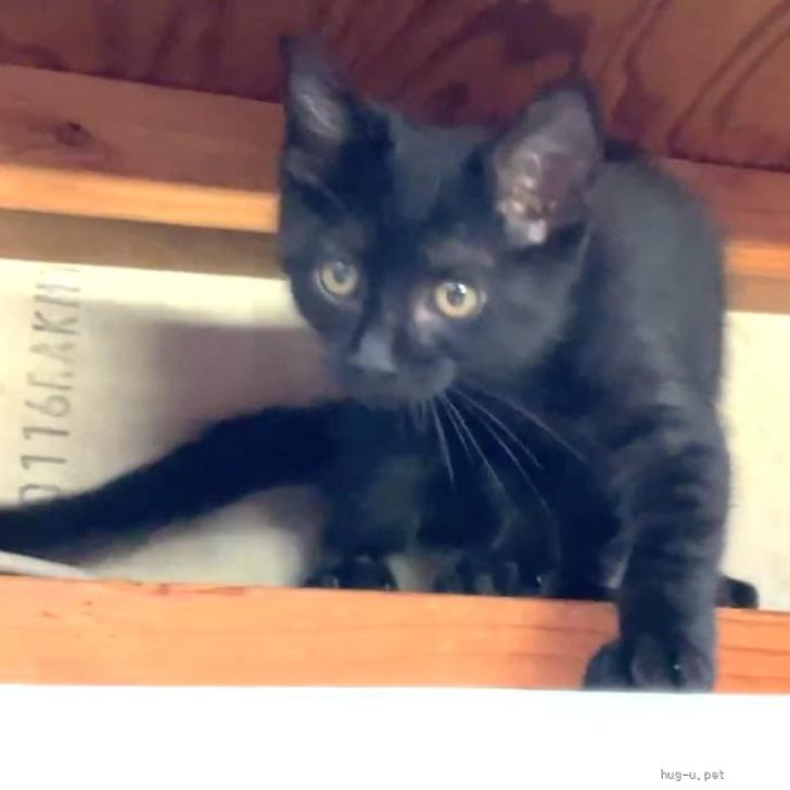 【クロ@猫飼ってます 】 リクエストページ 猫の里親募集】熊本県・雑種・マイペースなクロちゃん（ID:2606-02530
