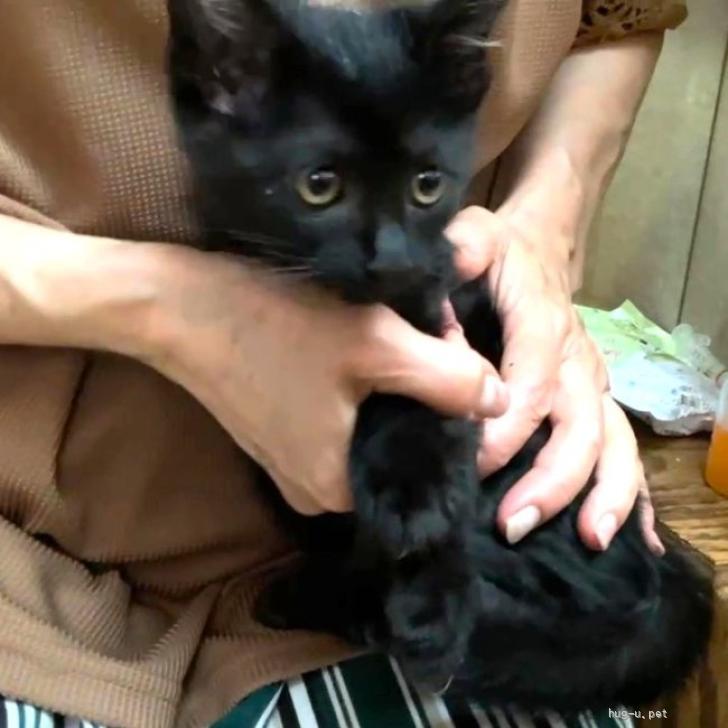 猫の里親募集】熊本県・雑種・マイペースなクロちゃん（ID:2606-02530