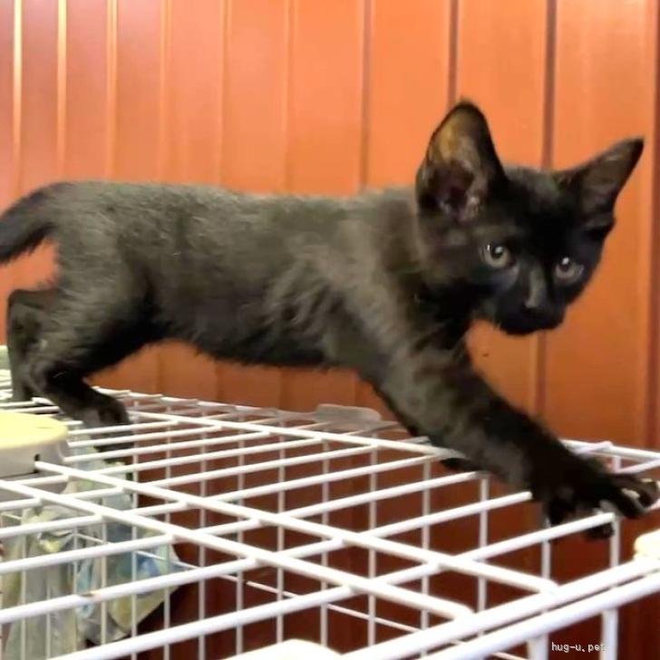 猫の里親募集】熊本県・雑種・マイペースなクロちゃん（ID:2606-02530