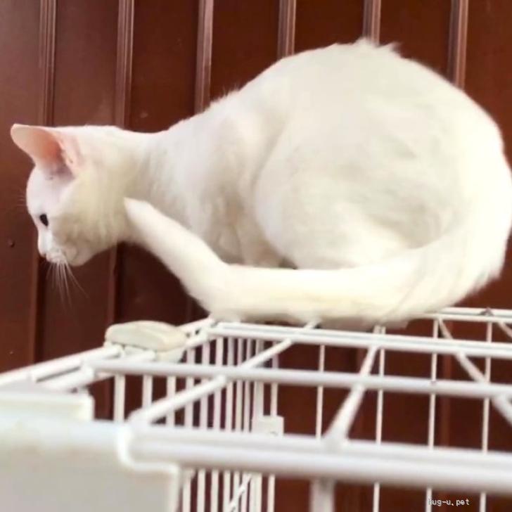 猫の里親募集】熊本県・雑種・母猫そっくりの子猫シロくん（ID:2411