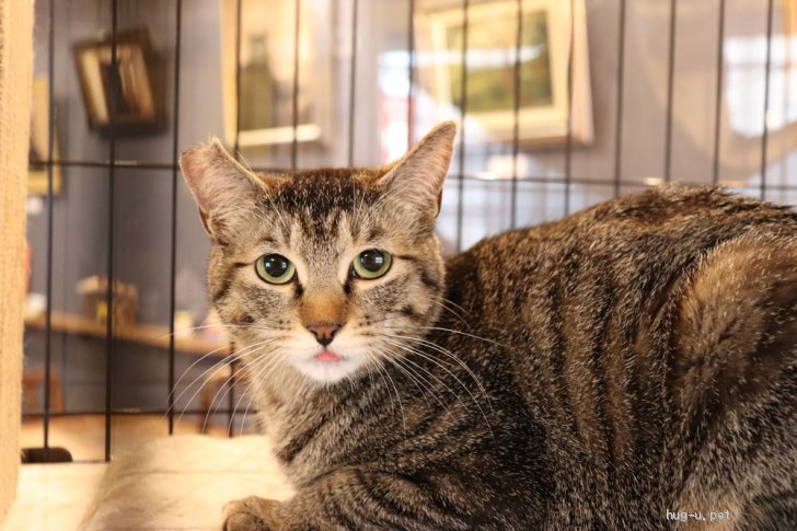 猫の里親募集 東京都 雑種 きりっと眉毛にちょい垂れ目がかわいい女の子 ハグー みんなのペット里親情報 Id 2104