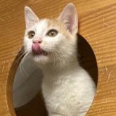 雑種