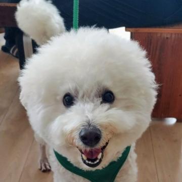 里親募集中⭐️古いわんちゃん 犬ぬいぐるみ テリア シュタイフ シュコー -