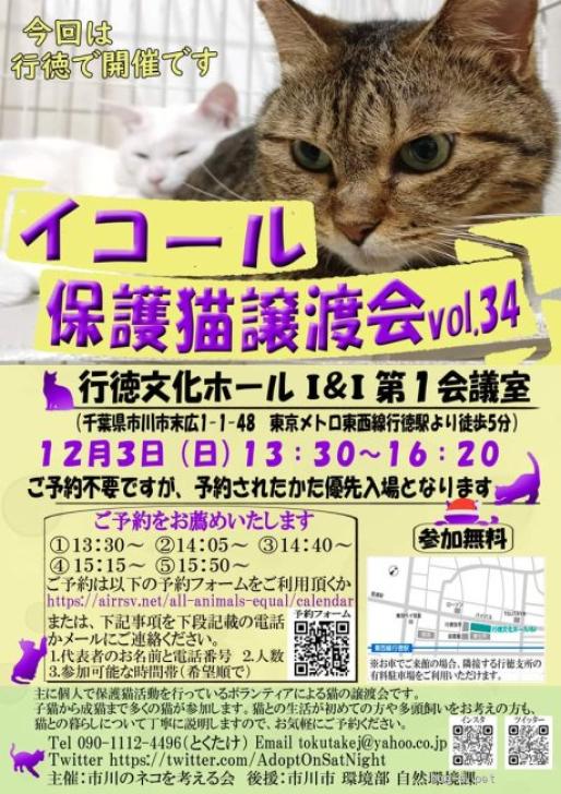 猫の里親募集】千葉県・雑種・シャムキジ「たぬちゃん」（ID:2310-01351）｜ハグー -みんなのペット里親情報