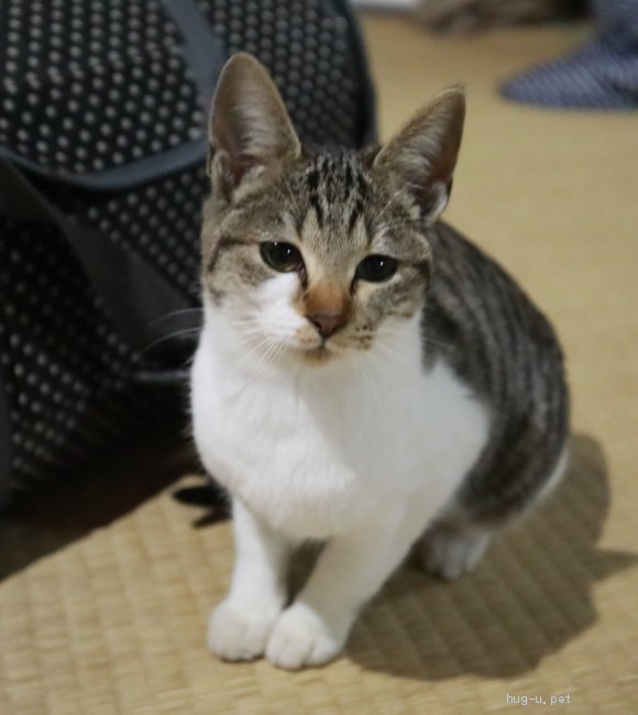 猫の里親募集 熊本県 雑種 避妊済み 約7ヶ月 ハグー みんなのペット里親情報 Id 10