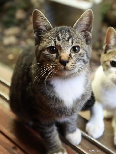 熊本県の猫の雑種の里親募集特集 みんなのペットライフ