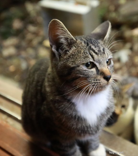 猫の里親募集 熊本県 雑種 約5ヶ月オス ハグー みんなのペット里親情報 Id 09