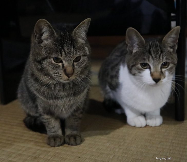 猫の里親募集 熊本県 雑種 撫でられ好き 約7ヶ月オス ハグー みんなのペット里親情報 Id 09