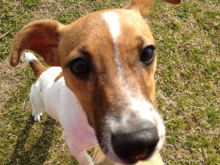 犬の里親募集 大阪府 ジャックラッセルテリア 一人で飼うことが困難になってきました ハグー みんなのペット里親情報 Id 1805