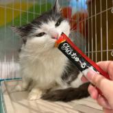 ノルウェージャンフォレストキャット
