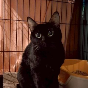 ② PUTUMAYO プトマヨ　タンクトップ　猫　キャット　ブラック　黒 猫の里親募集】大阪府・雑種・フワフワもふもふ長毛黒猫 ミヨちゃん