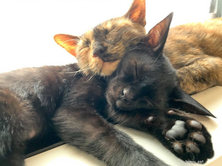 猫の里親募集 東京都 雑種 狭い部屋から出して 4ヶ月クロ １歳サビ親子 ハグー みんなのペット里親情報 Id 09