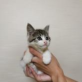 雑種