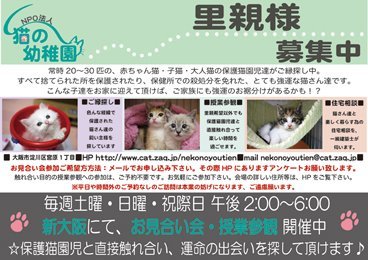 譲渡会開催 大阪府 お見合い会 ふれあい授業参観 新大阪 子猫 大人猫 ハグー みんなのペット里親情報