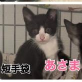 雑種