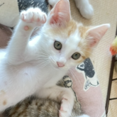 雑種