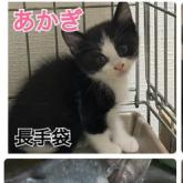 雑種