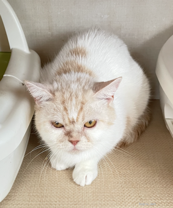 猫の里親募集】大阪府・雑種・鼻ぺちゃ☆ふらの☆健気な母猫（ID:2606