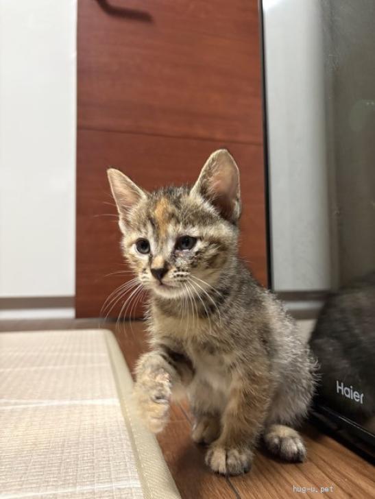 猫の里親募集】大阪府・雑種・陽気な子猫☆あさひ☆活発甘えた（ID