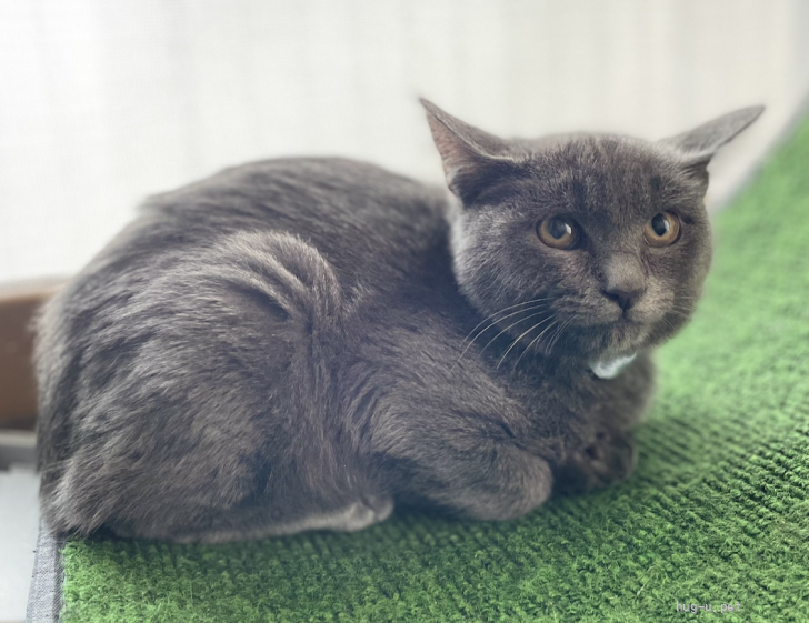 猫の里親募集】大阪府・雑種・びびりん坊だけど☆ひうち☆美形猫（ID