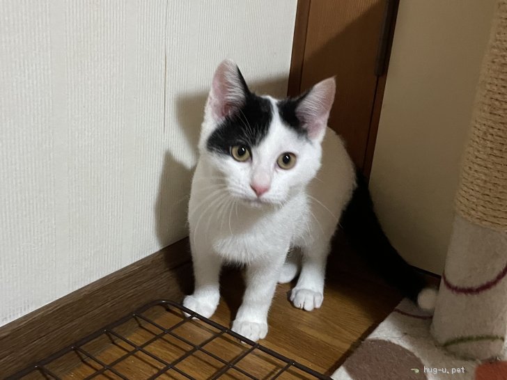 猫の里親募集】岡山県・雑種・愛護センターレスキュー☆ゆきみちゃん